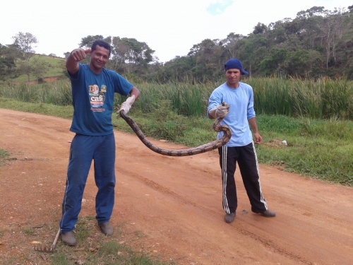 Cobra foi libertada depois de capturada. Foto: Blog do Jorge Amorim
