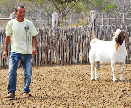 Gideon cria ovinos e caprinos em M. Vitorino