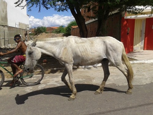 Cavalo perambula na Artur Moraes. Foto; Blog Marcos Frahm
