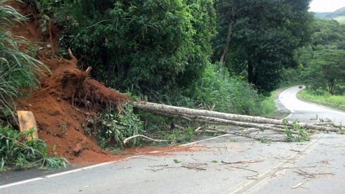 Árvore caiu no Km 19. Foto: Alex Almeida leitor do BMF