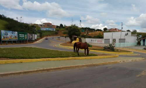 Imagem mostra cavalo solto no Trevo da Onça, entrada de Jaguaquara