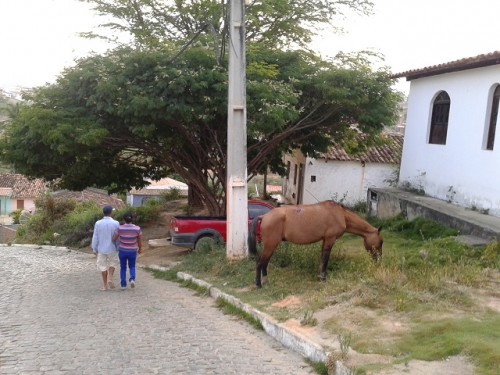 Leitor flagra cavalo solto na Bela Vista, no bairro Casca