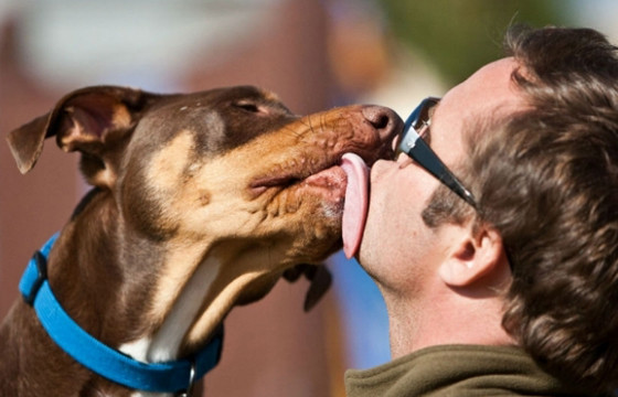 Homem beija cachorro. Foto: Reprodução