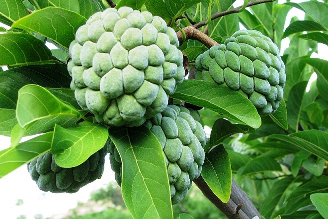 Estado baiano é o maior produtor da fruta