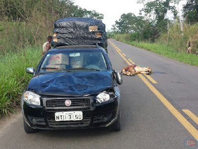 Carro Fiat Strada atropelou animal