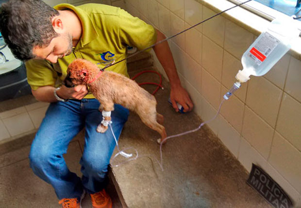 Cão foi vítima de maus tratos. Foto: Lay Amorim/Brumado Notícias