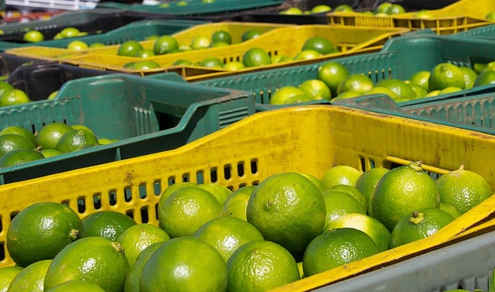 Estiagem eleva preço do limão. Foto: Blog Marcos Frahm