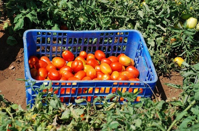 Alta no preço do tomate é destaque na Ceasa