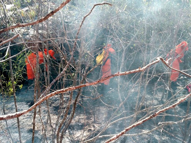 Corpo de Bombeiros atuam no combate às chamas 