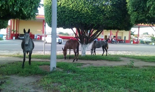 Cavalos pastam na Rodoviária. Foto: Leitor BMF VC Repórter