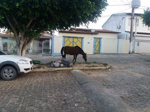Cavalo perambulando em via pública. Foto: Leitor do BMF 