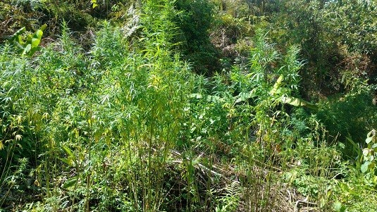 Maconha foi apresentada na Delegacia Territorial