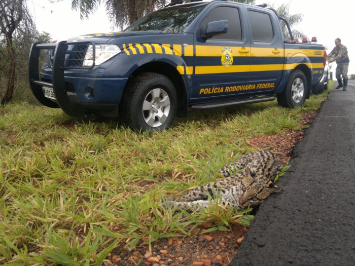 Animais selvagens são atropelados pelo país. Foto: PRF