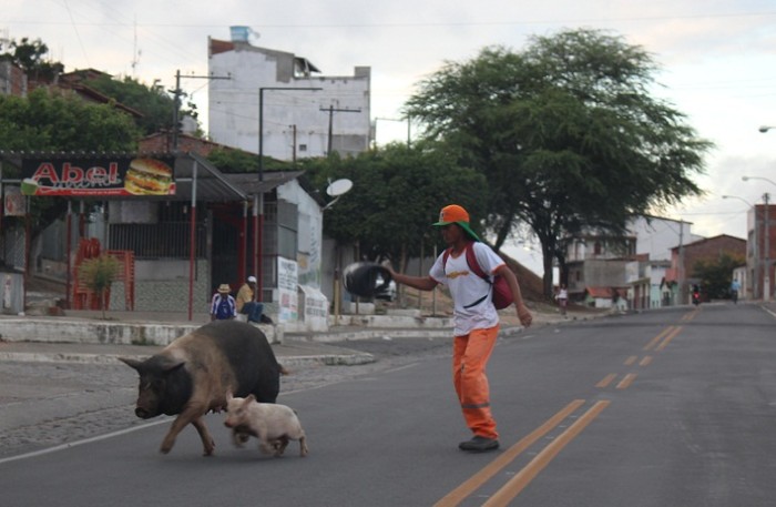 Porcos invadem a Lomanto Júnior. Fotos: Blog Marcos Frahm