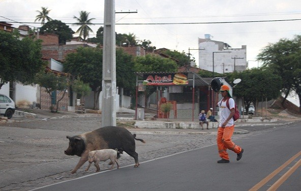 Transeunte contribui com o trânsito retirando porcos da rua