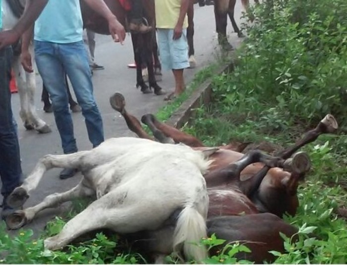 Os cavalos morreram de imediato. Foto: Reprodução/Mapele News