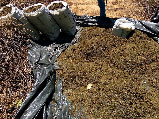 Pés de maconha encontrados em Curaçá foram erradicados (Foto: PM / Divulgação)