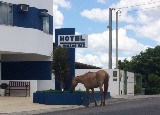 Cavalo pastando em frente a hotel. Foto: Leitor do Blog Marcos Frahm